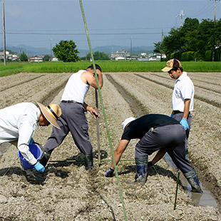 有休農地活用した安定供給への取組み